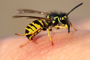 Stinging Insects and What to Do about Them