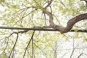 Power Line & Tree Limb Hazards: 15 Tips to Avoid Injury