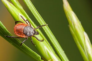 Prevent Tick Bites