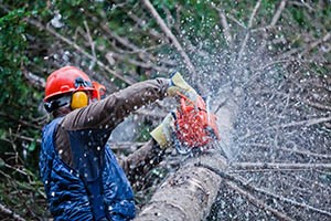 Staying Safe In Tree Removal Sites